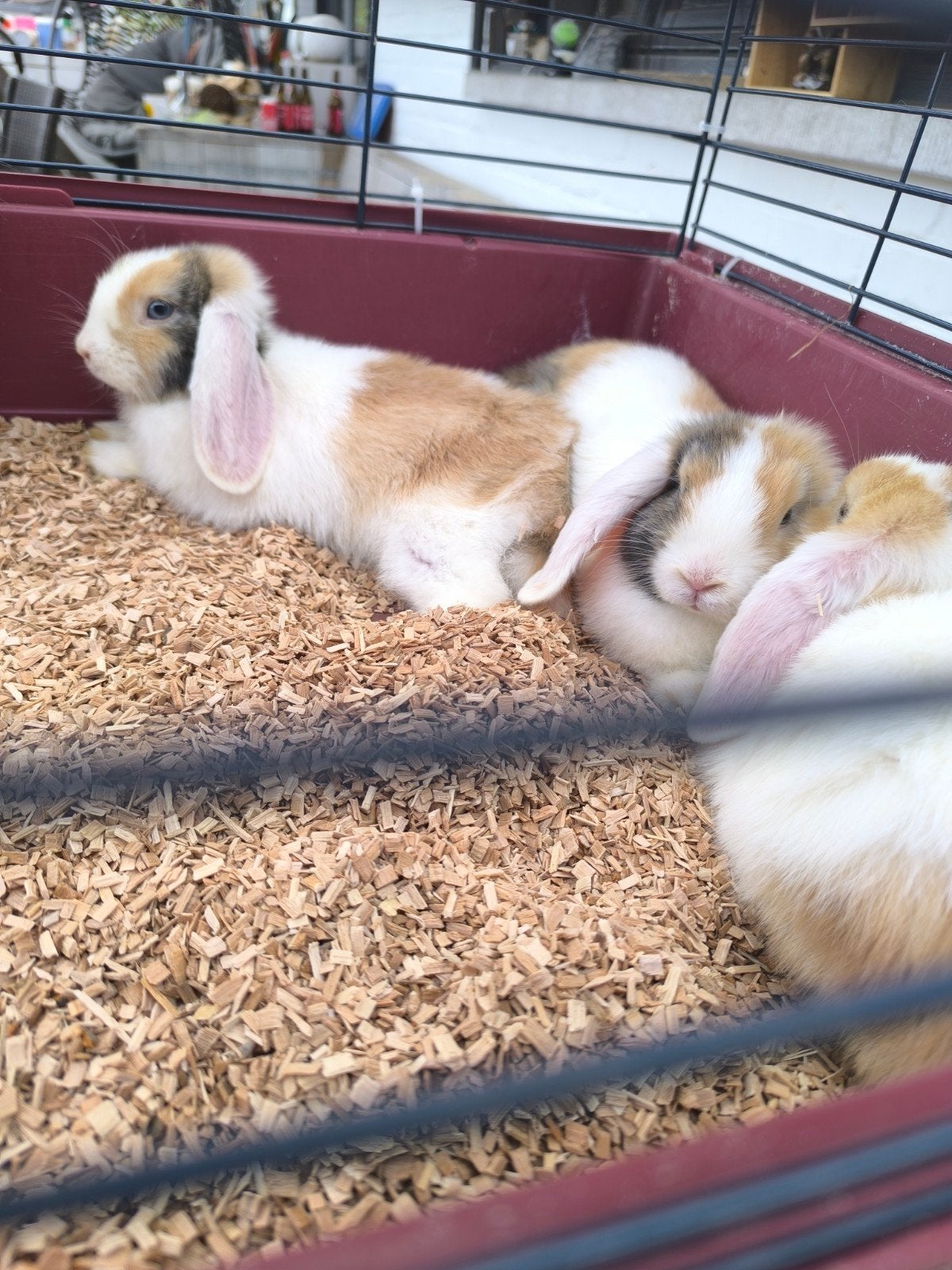 Minilop konijnen, Dieren en Toebehoren, Konijnen, Dwerg, Vrouwelijk