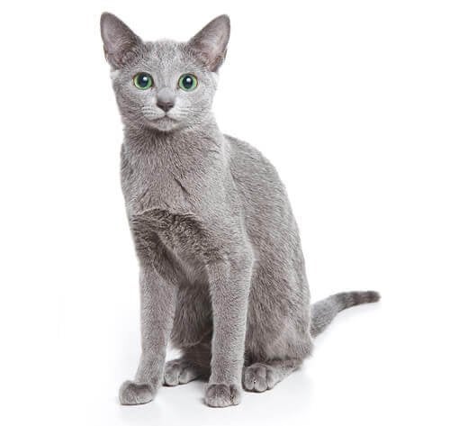 Gezocht: Russian Blue kater voor warm thuis, Kater, Gechipt, 0 tot 2 jaar