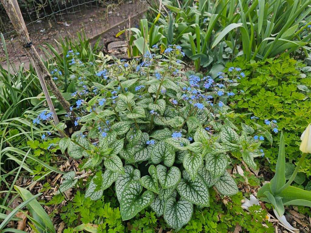 24x brunnera jack frost, Ophalen, Bodembedekkers, Volle zon, Vaste plant