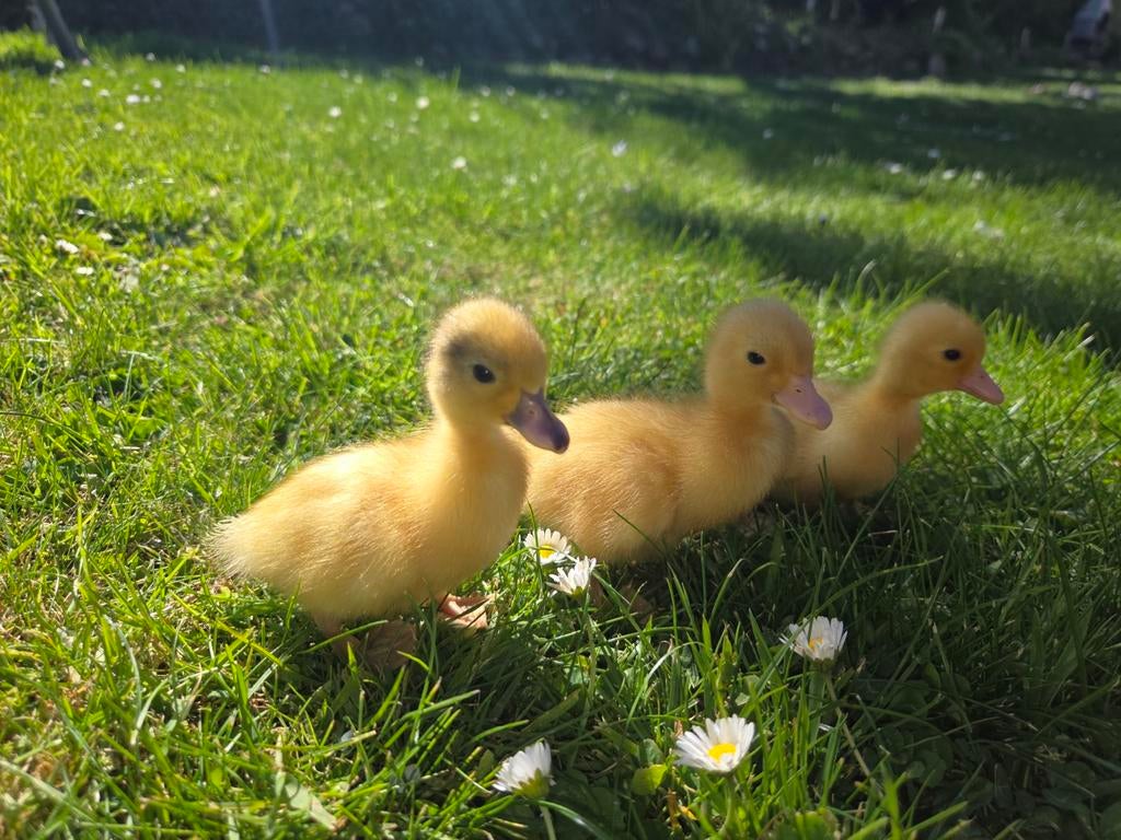Hollandse kwaker kuikens, Dieren en Toebehoren, Geslacht onbekend, Eend