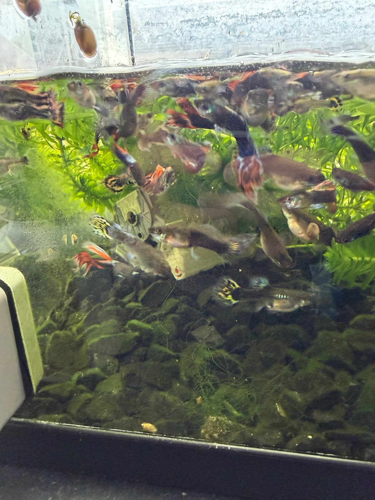 Guppy’s, Vis