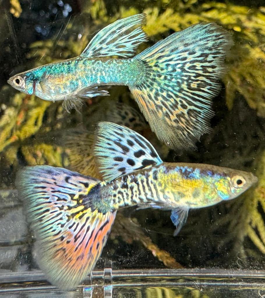***Galaxy Multicolor Tail guppen***, Dieren en Toebehoren, Vis, Zoetwatervis, Schoolvis