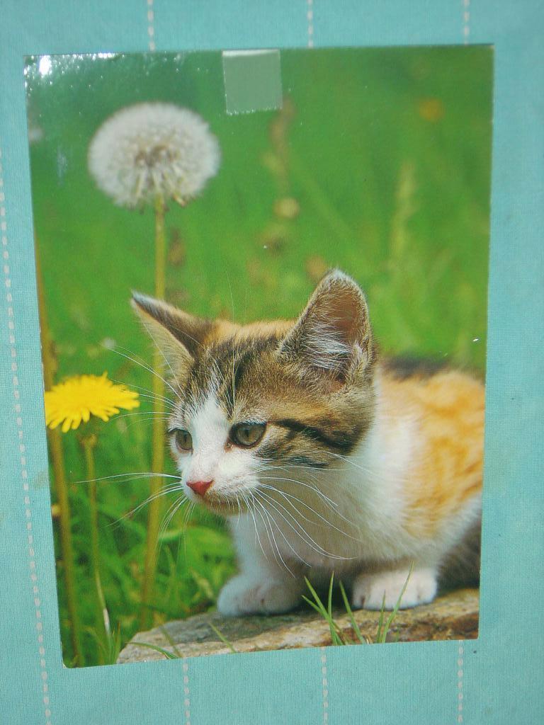 19) Kleuren ansichtkaart  Poes, Ophalen of Verzenden, 1980 tot heden, Gelopen, Hond of Kat