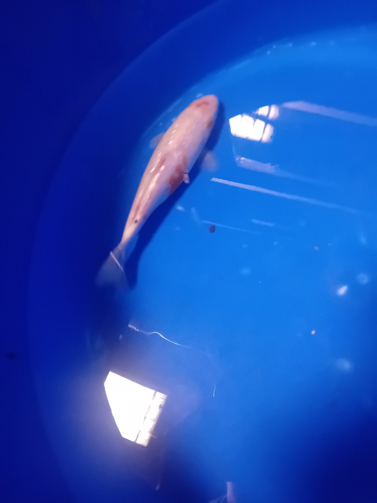 koi 25cm, Karper of Koi