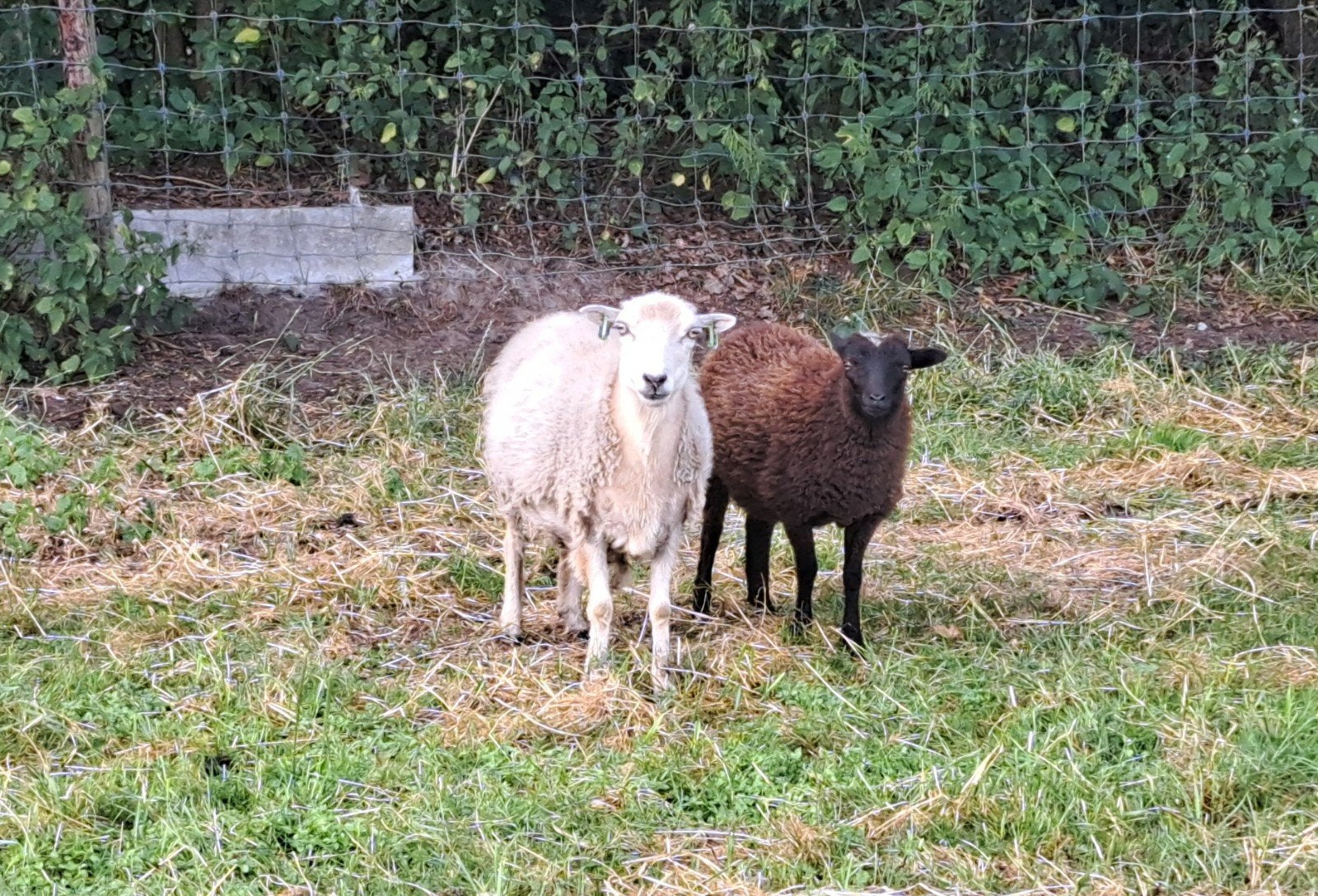 3 ouessant ooien, Dieren en Toebehoren, Vrouwelijk, Schaap, 0 tot 2 jaar