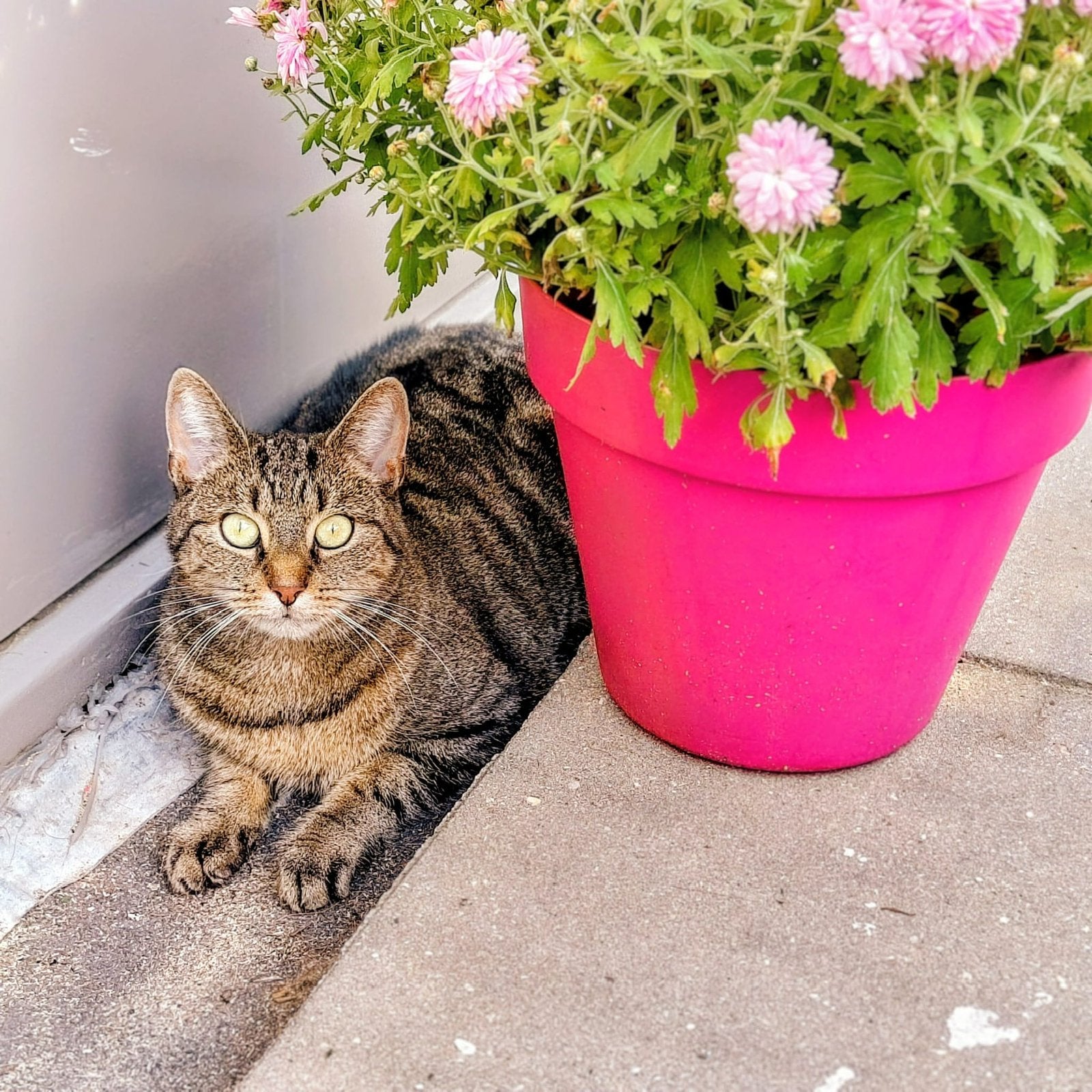 Lieve verlegen 4 jarige poes met een gouden hartje, Poes, Kortharig, 3 tot 5 jaar