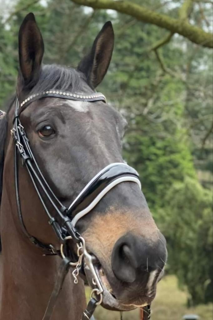 Dyon stang en trens hoofdstel lak full, Dieren en Toebehoren, Paarden en Pony's | Hoofdstellen en Tuigage, Ophalen of Verzenden