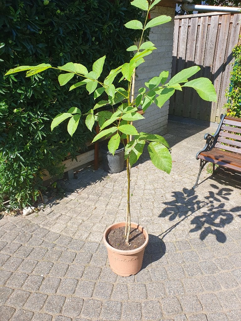 Walnootboom, Lente, Minder dan 100 cm, Ophalen, Volle zon