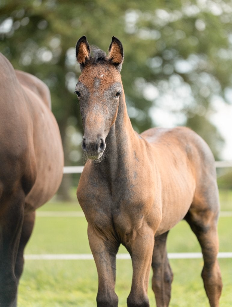 Hengst veulen, Dieren en Toebehoren, Paarden, Gechipt, Springpaard, Minder dan 160 cm, Niet van toepassing