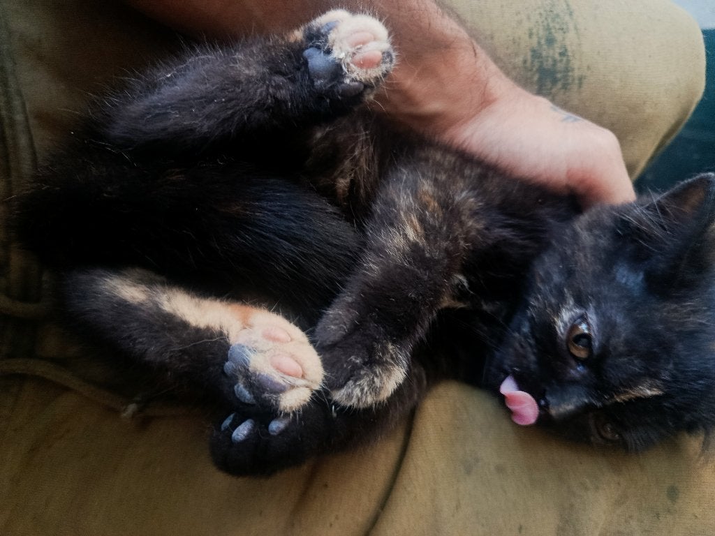 Raszuivere Britse korthaar poesje, Poes, Ontwormd