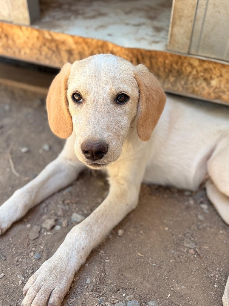 Jacob – Een trouwe vriend in wording, Dieren en Toebehoren, Honden | Niet-rashonden, Particulier, Reu, 8 tot 15 weken, Buitenland