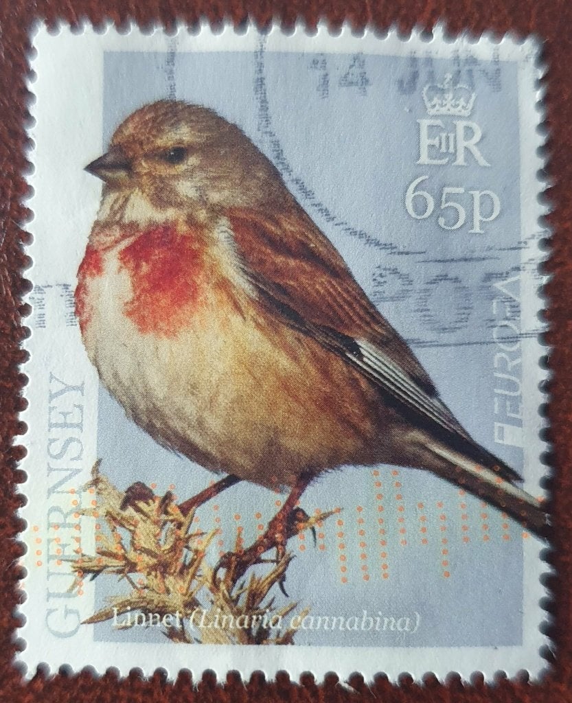 251-26 Guernsey / Europazegel - Linnet - Kneu 65p, Verzenden, Gestempeld