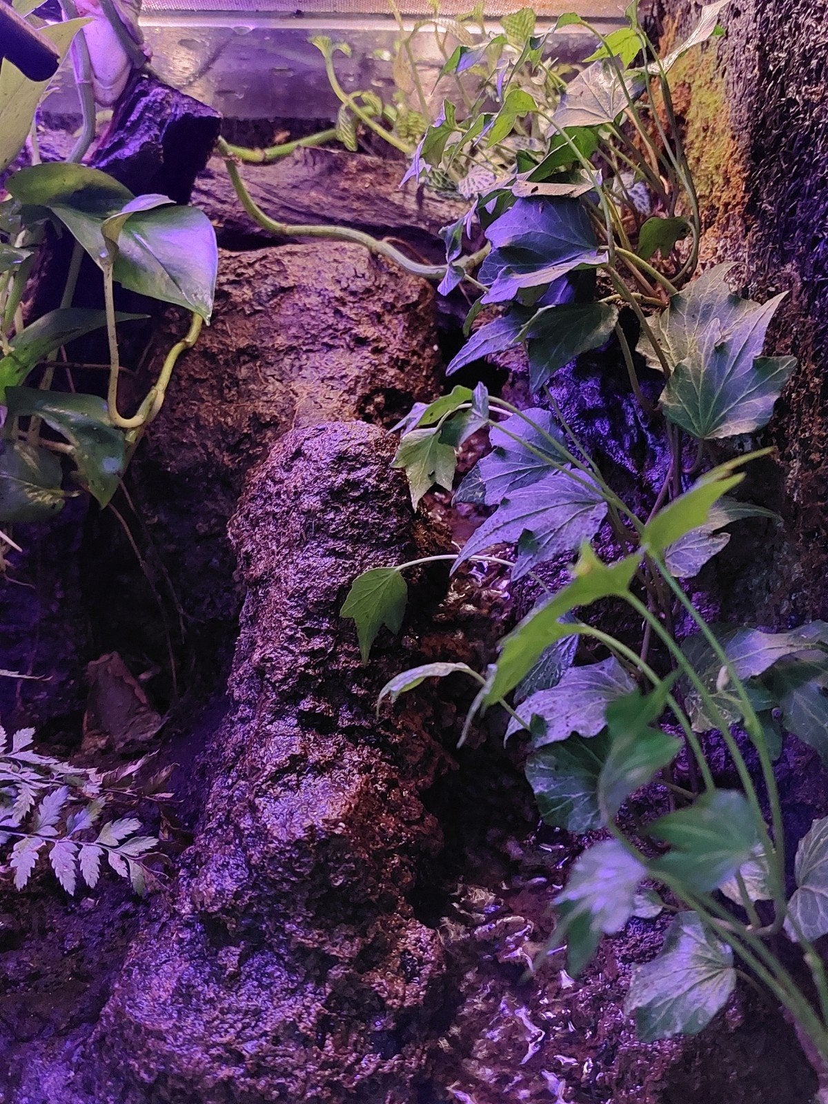 Panguana kikker paludarium, Dieren en Toebehoren, Ophalen