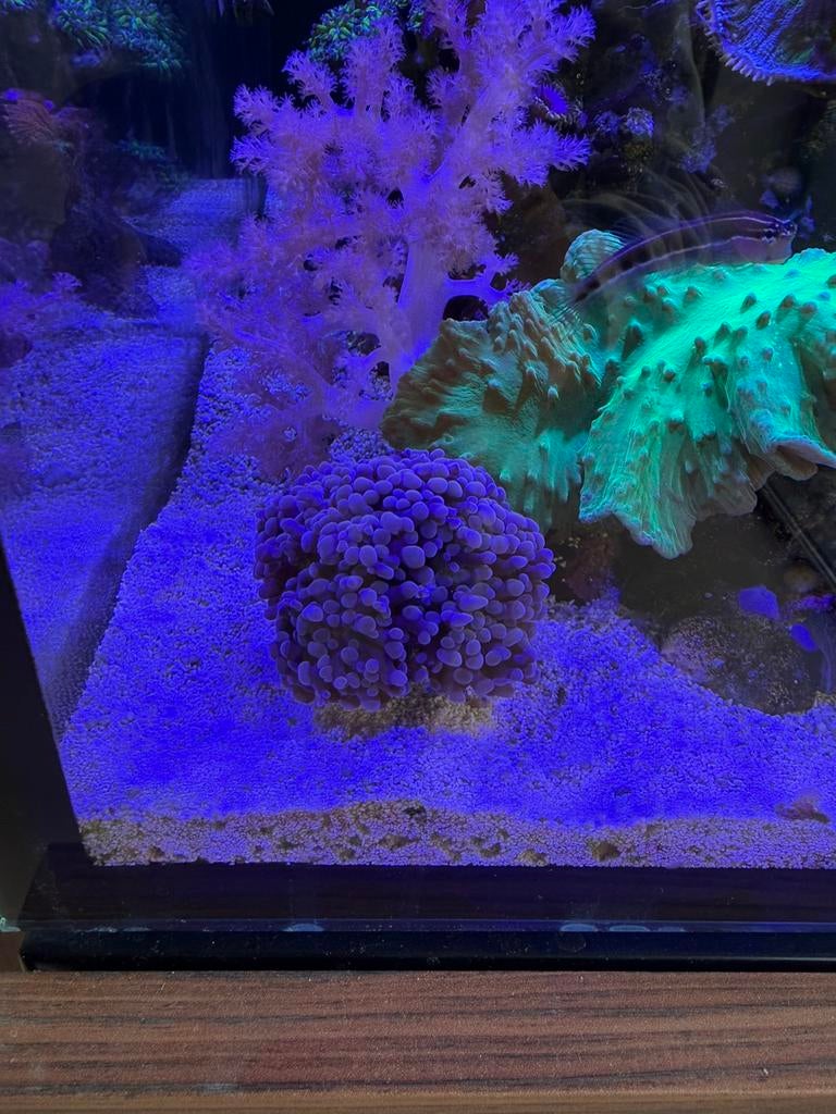 Euphyllia koraal (ongeveer 8/9 koppen), Dieren en Toebehoren, Ophalen, Zo goed als nieuw