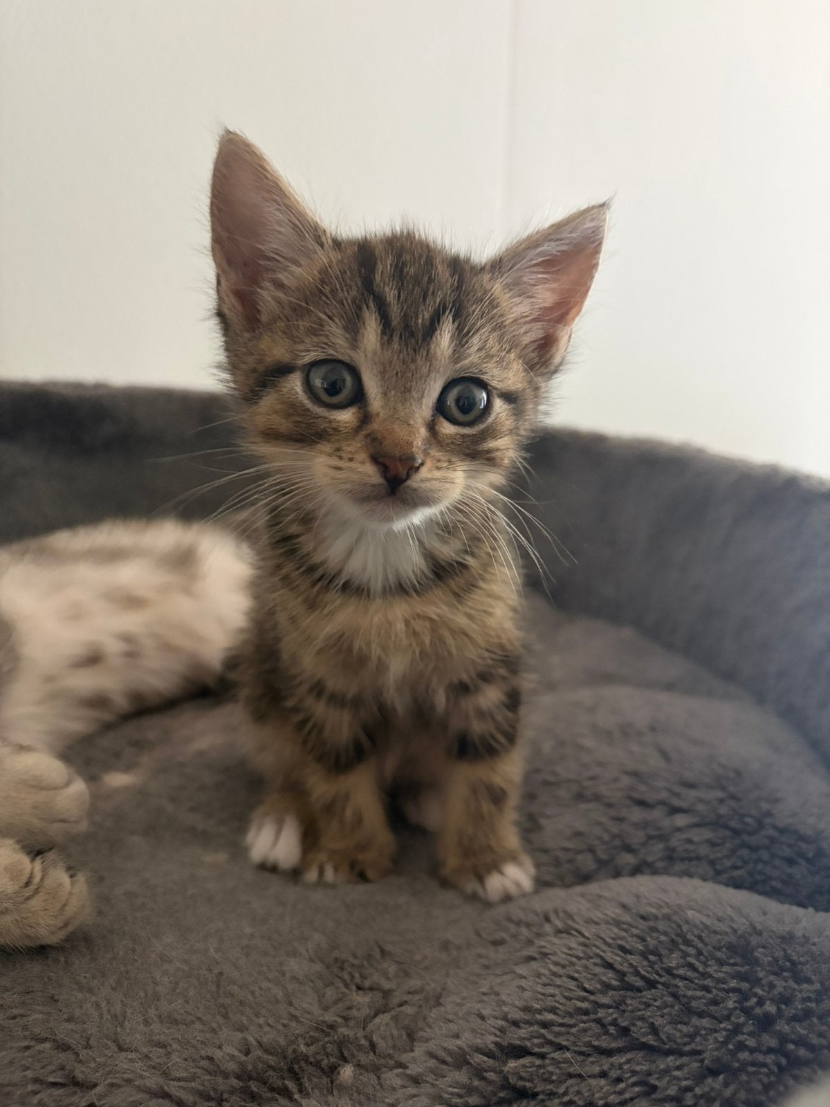 Kittens te koop, Meerdere dieren, Kortharig, 0 tot 2 jaar