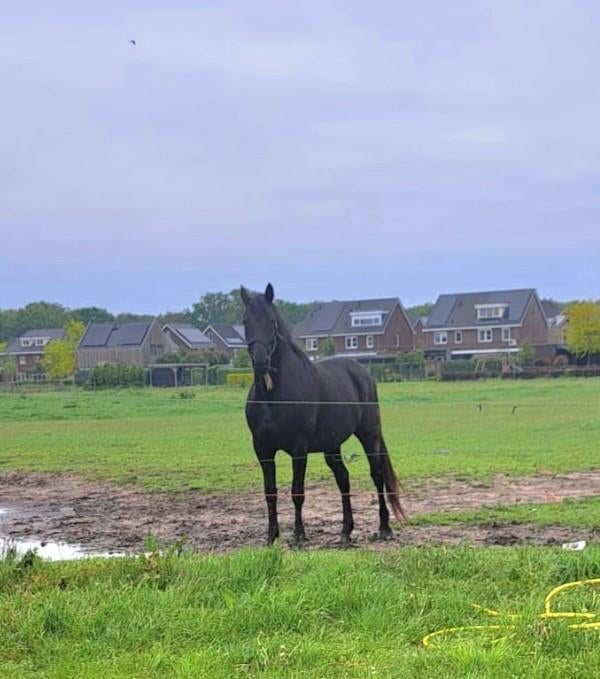 Mooie zwarte dressuur merrie, Merrie, 165 tot 170 cm, Dressuurpaard