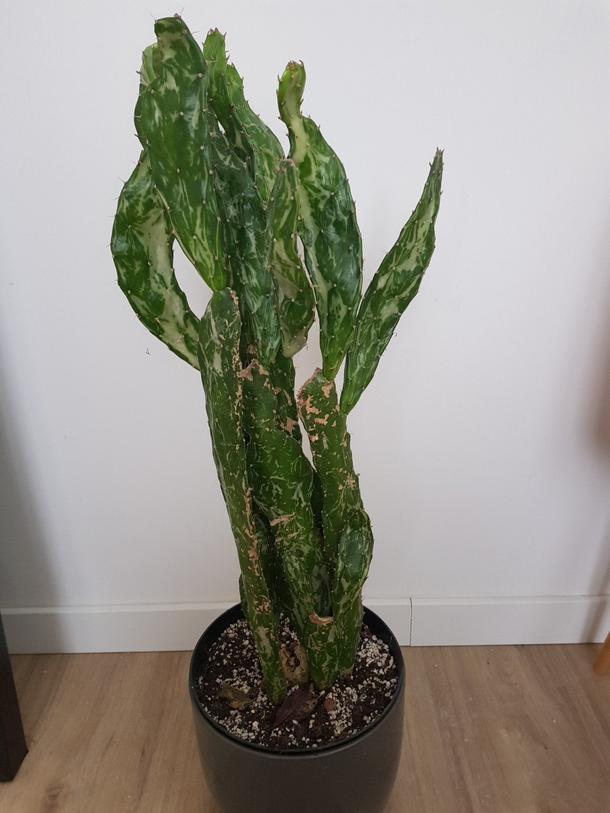 Mooie cactus, Huis en Inrichting, Kamerplanten, Ophalen of Verzenden, Cactus, Volle zon, Minder dan 100 cm