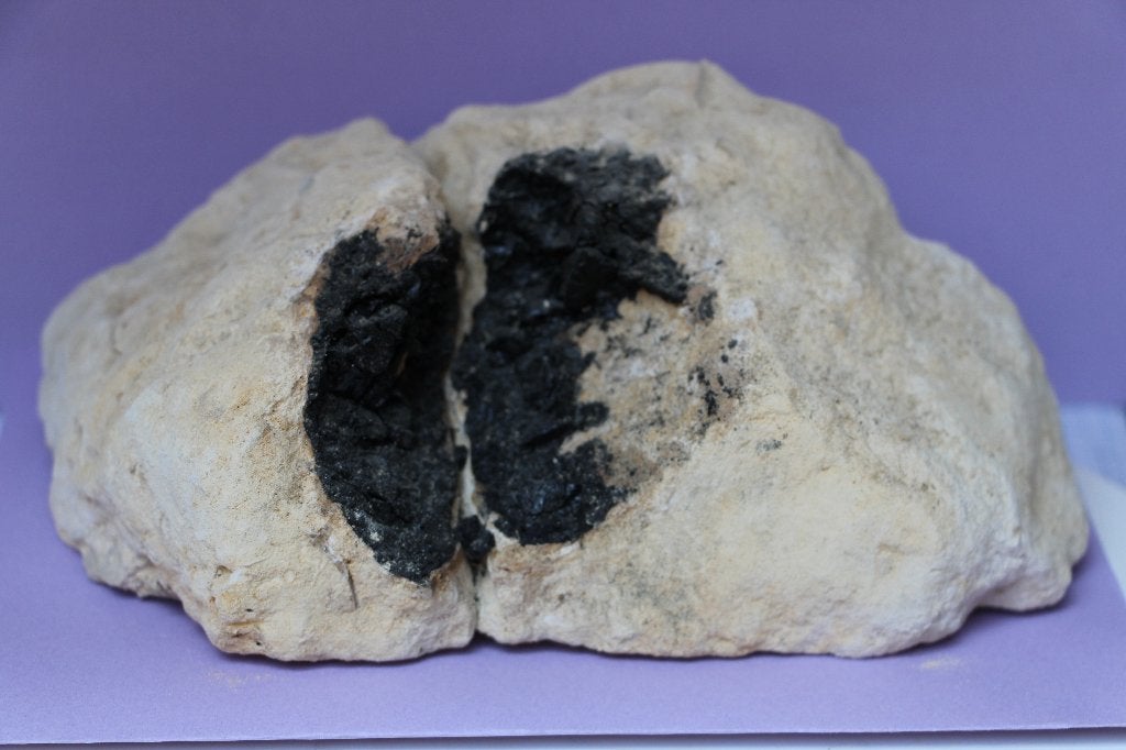 Gecarboniseerd fossiel hout (Mergel), Ophalen of Verzenden, Fossiel