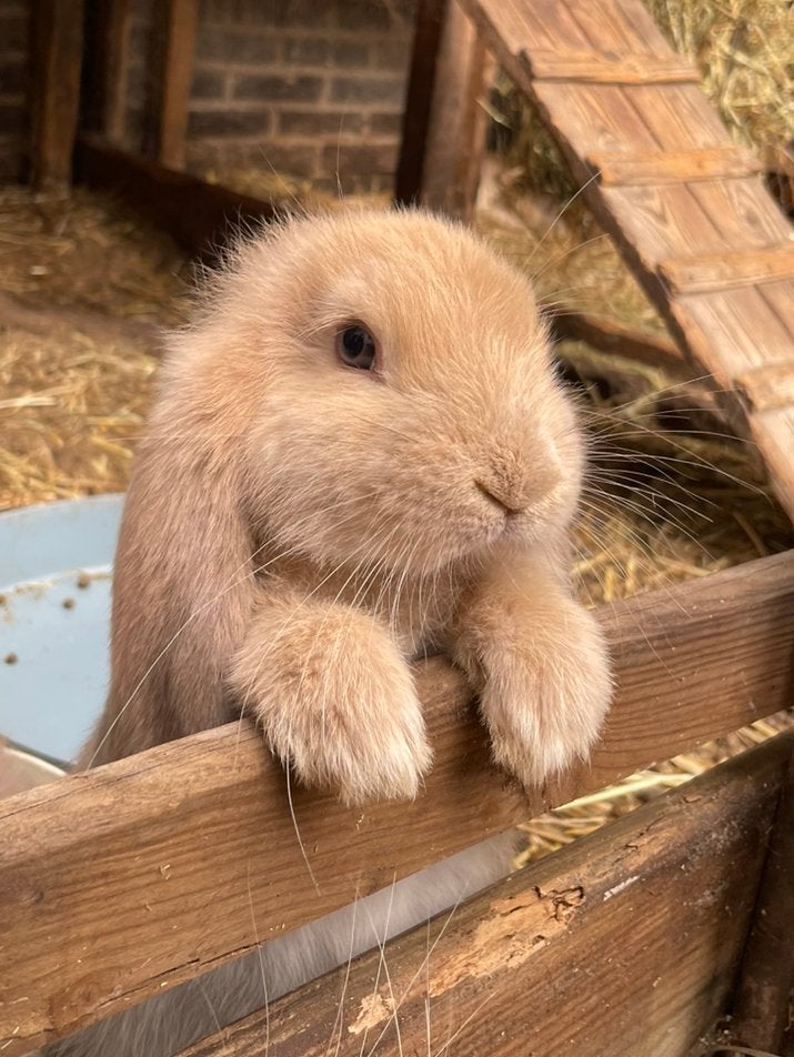 Franse hangoor konijnen, jonge rammen, Dieren en Toebehoren, Mannelijk, Groot, Hangoor