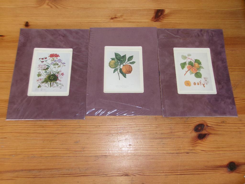 Bloemen Prenten in passe partout 3x, Natuur, Gebruikt, Ophalen of Verzenden, Voor 1940