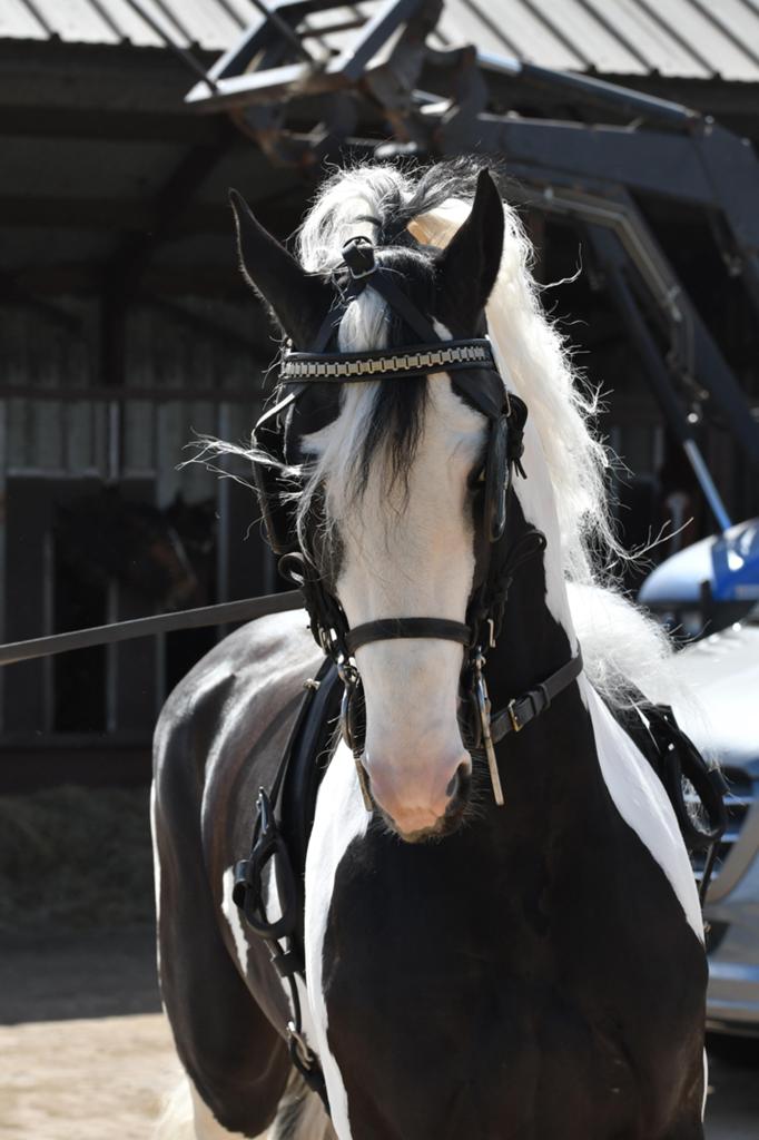 Ter dekking goed gekeurde barock pinto hengst, Hengst