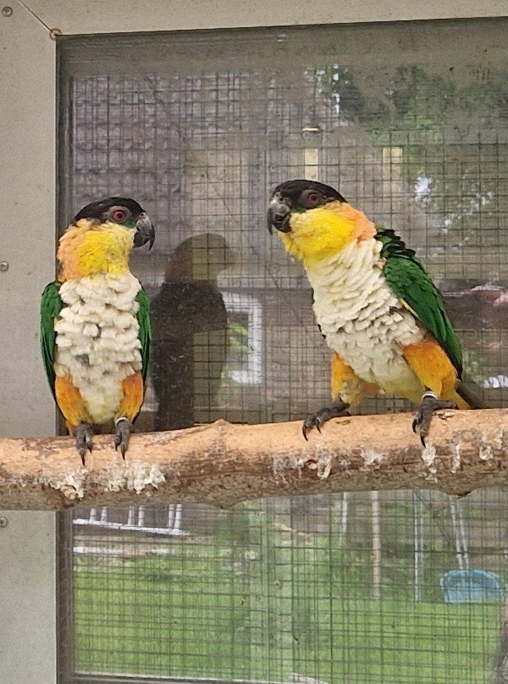 Mooi koppel zwartkop caique, Meerdere dieren, Geringd