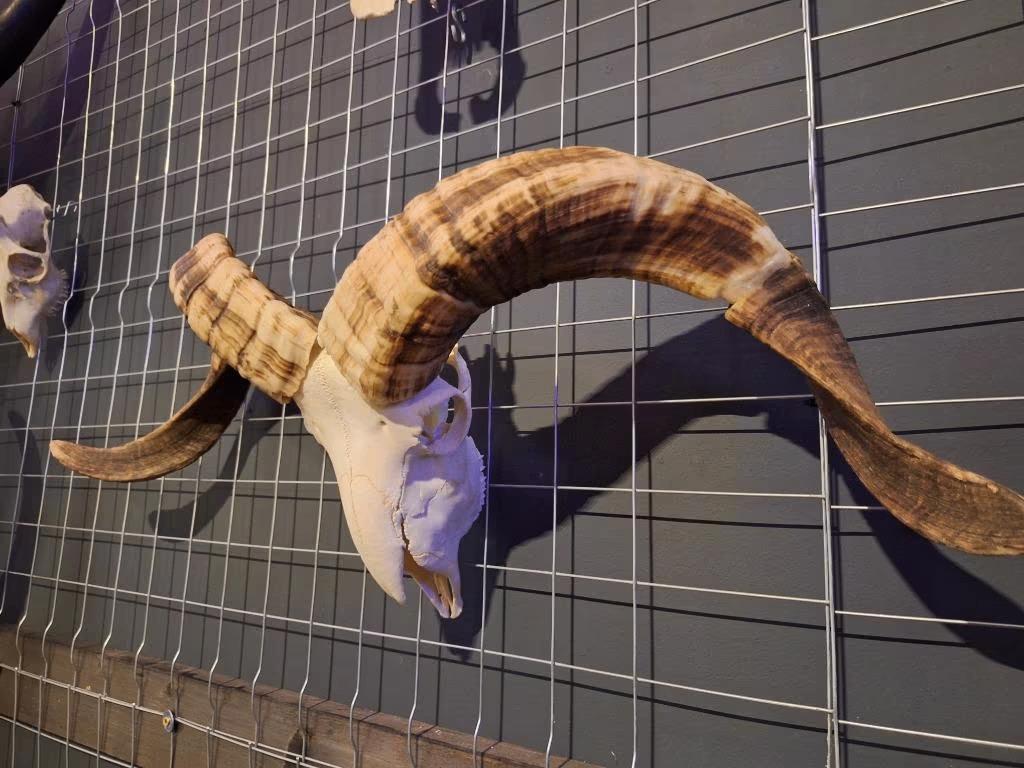 Ram schedel - Wanddecoratie - Unieke buffelkop - schedel, Cave & Garden, Verzenden, Nieuw, Kouwe Hoek 1B, Waddinxveen
