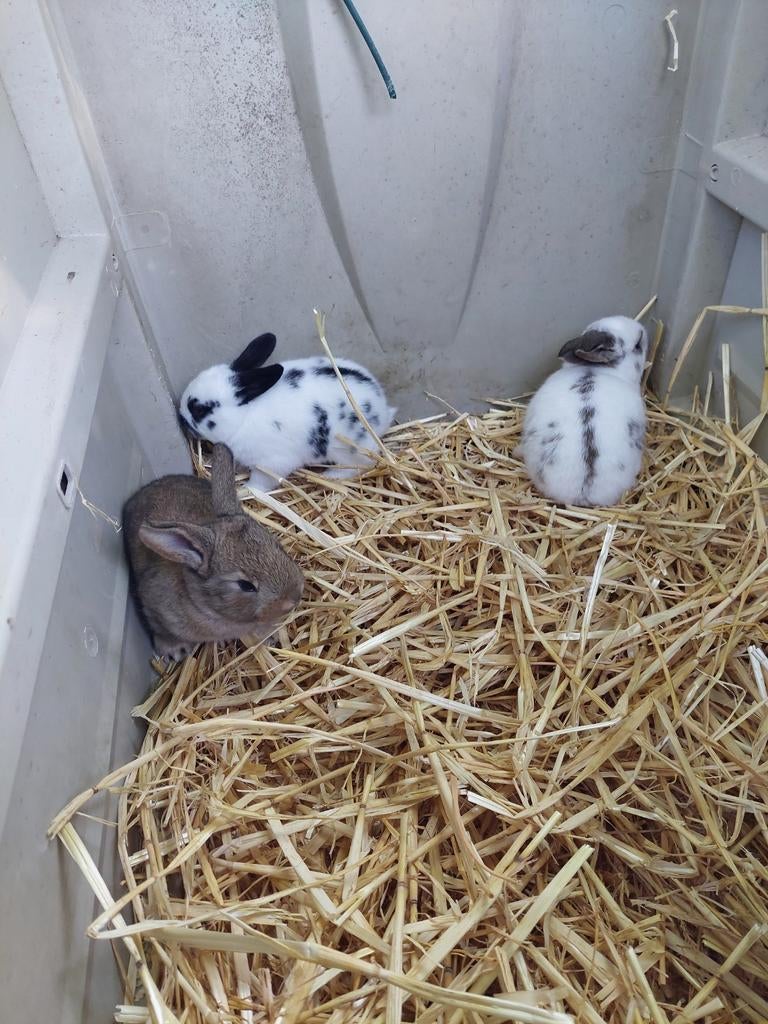 Jonge Vlaamse Reus konijnen, Dieren en Toebehoren, Konijnen, Geslacht onbekend, Groot, 0 tot 2 jaar