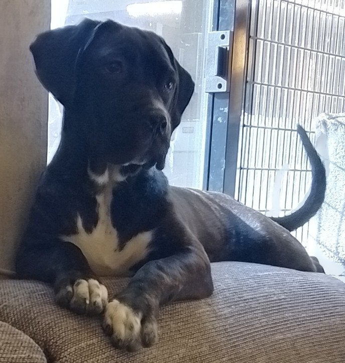 Lief pup-teefje (kruising Presa Canario x Cane Corso), Dieren en Toebehoren, Honden | Bulldogs, Pinschers en Molossers, Teef, Bulldog
