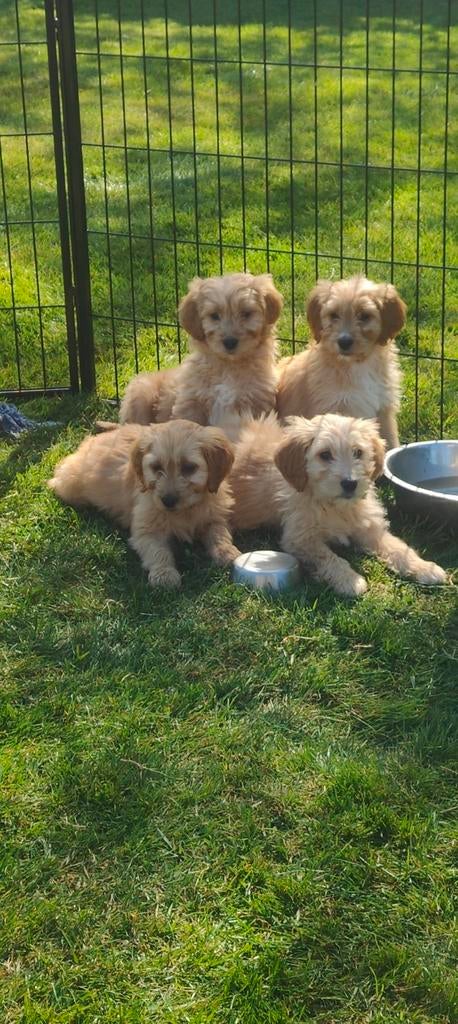 Prachtige Doodle pups volledig verzorgd  (0uders aanwezig), Parvo, Nederland, Overige rassen, 8 tot 15 weken