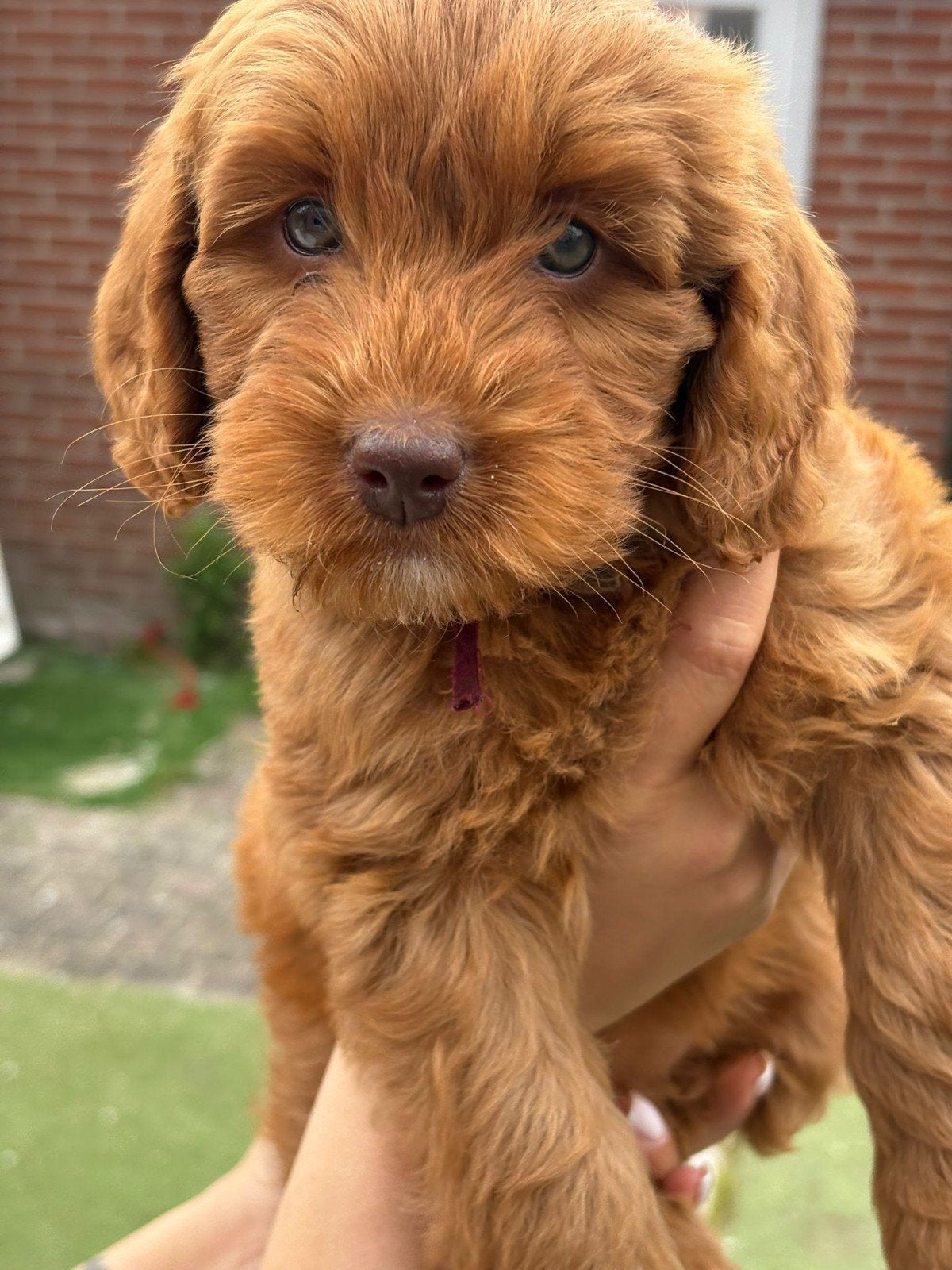 Kleine medium exclusieve blue eyes (F4 teefjes), Overige rassen, 8 tot 15 weken, Meerdere, Meerdere dieren