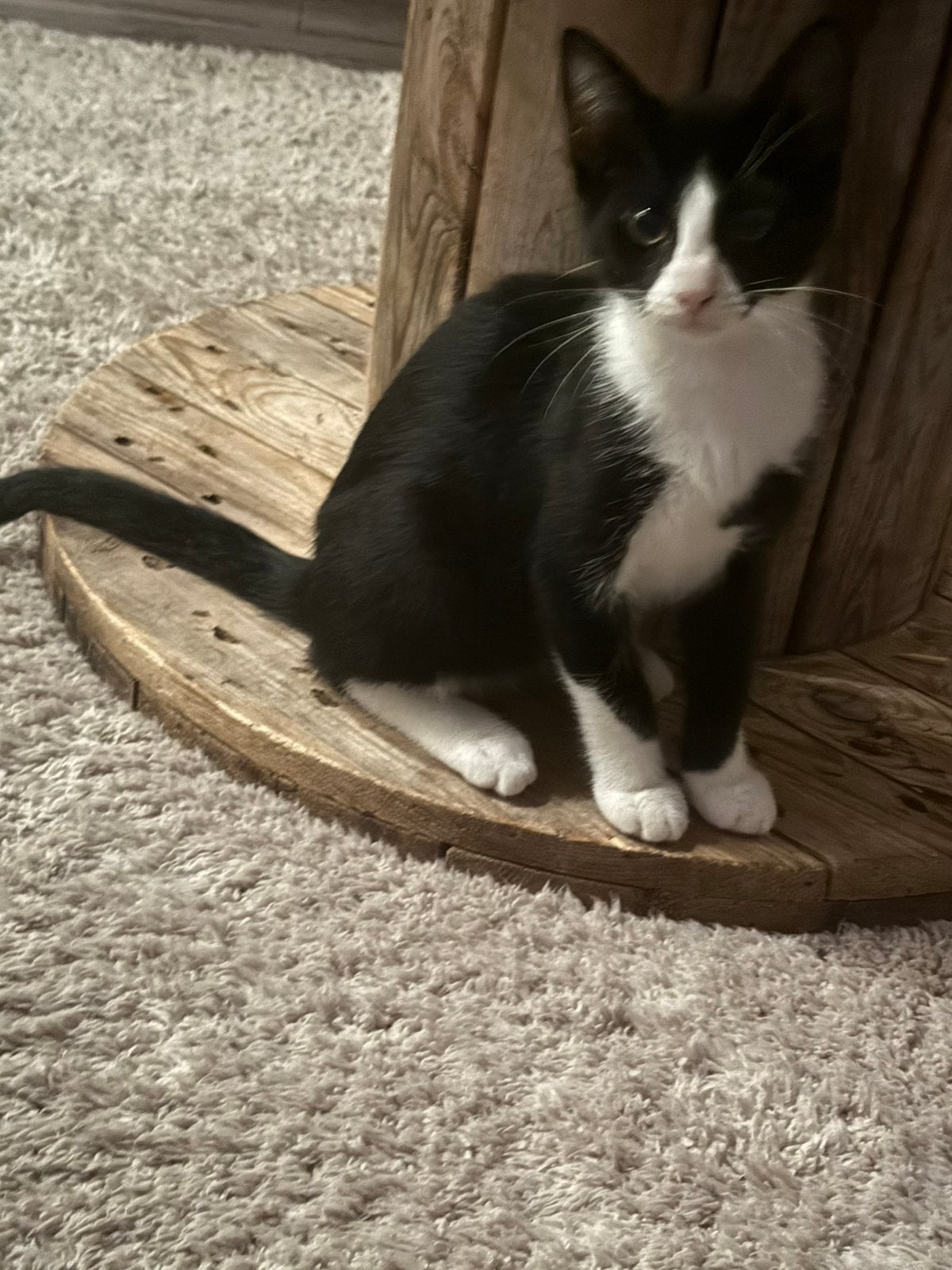 Kater te koop, Dieren en Toebehoren, Kater