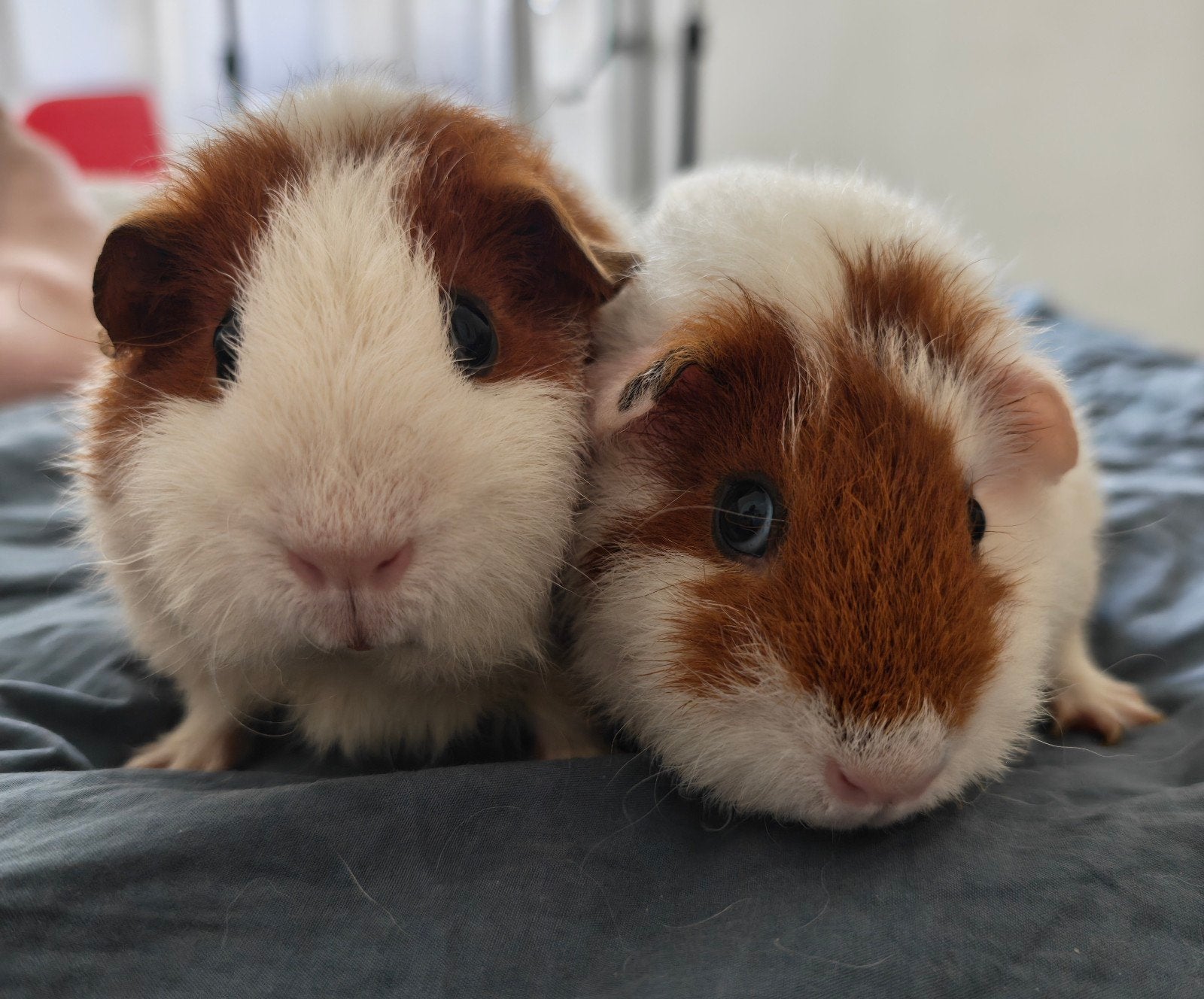 Rex Cavia Zeugjes, Februari, Vrouwelijk, Cavia
