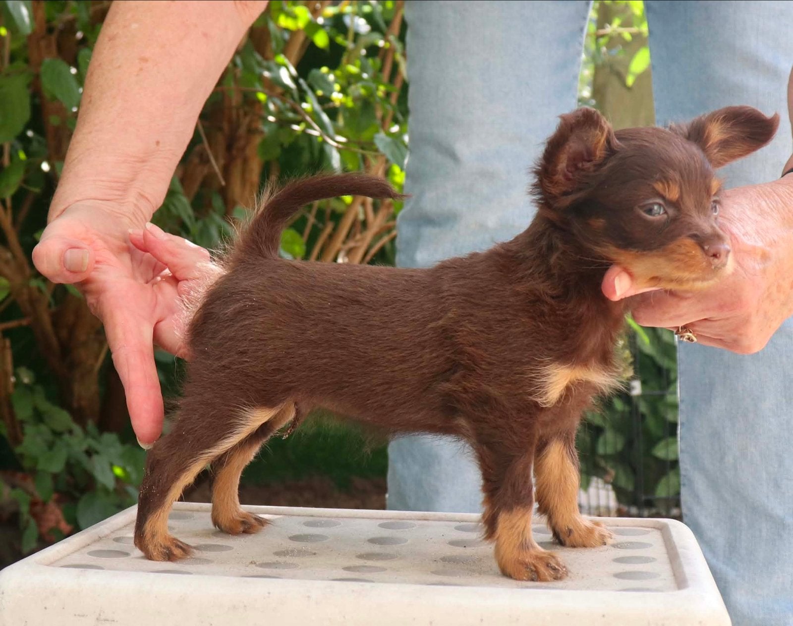 Unieke RusskiyToy pups, Dieren en Toebehoren, Overige rassen, CDV (hondenziekte), 8 tot 15 weken, Meerdere