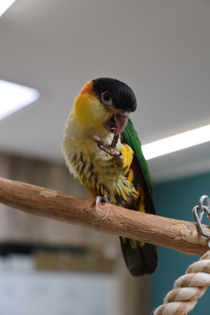 Jonge Baby Zwartkop Caique´s | getest | Speels | Handtam, Meerdere dieren, Papegaai, Pratend