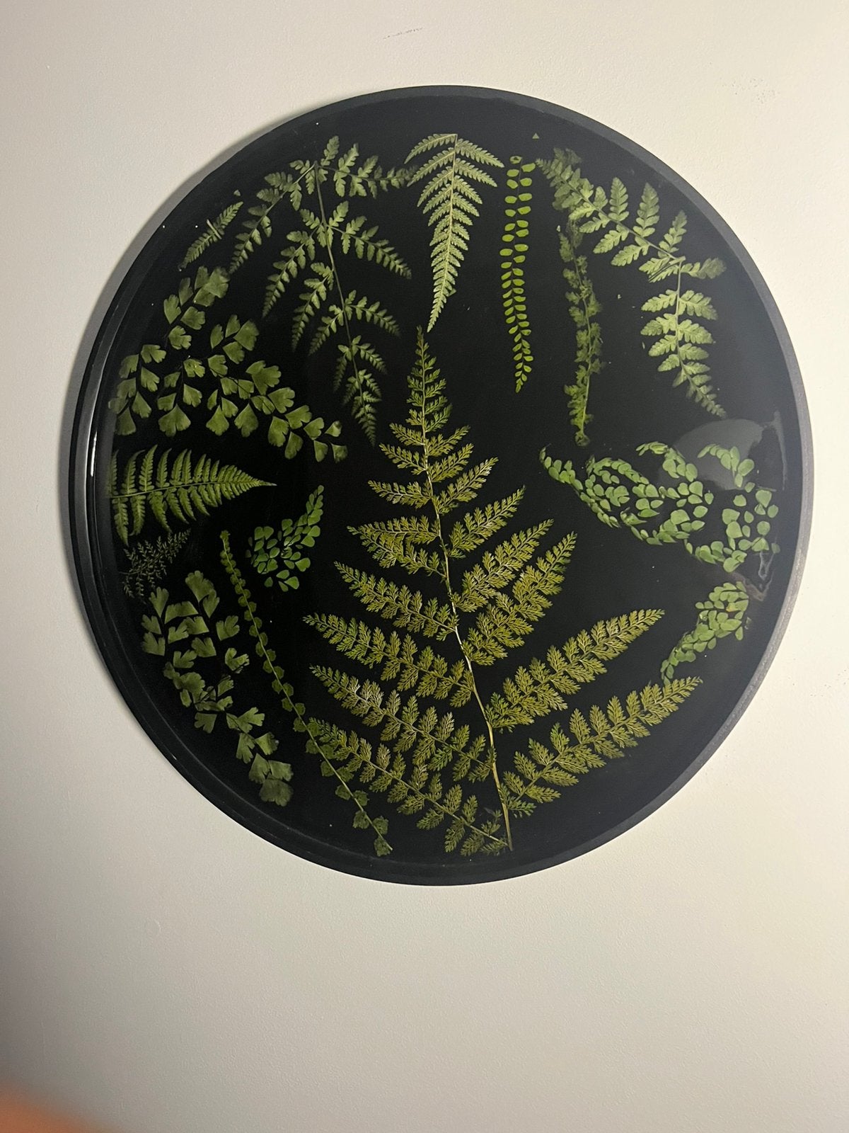 Decoratieve wandschaal met diverse echte varens in hars, Ophalen, Groen, Composieten, Botanisch