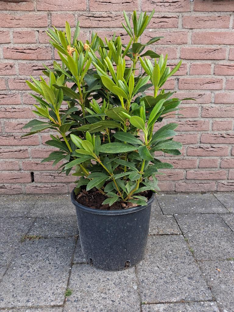 Rhododendron Cunningham's White (SUPER SCHERPE PRIJS!) €6,50, Overige soorten, Vaste plant, Ophalen of Verzenden, Halfschaduw