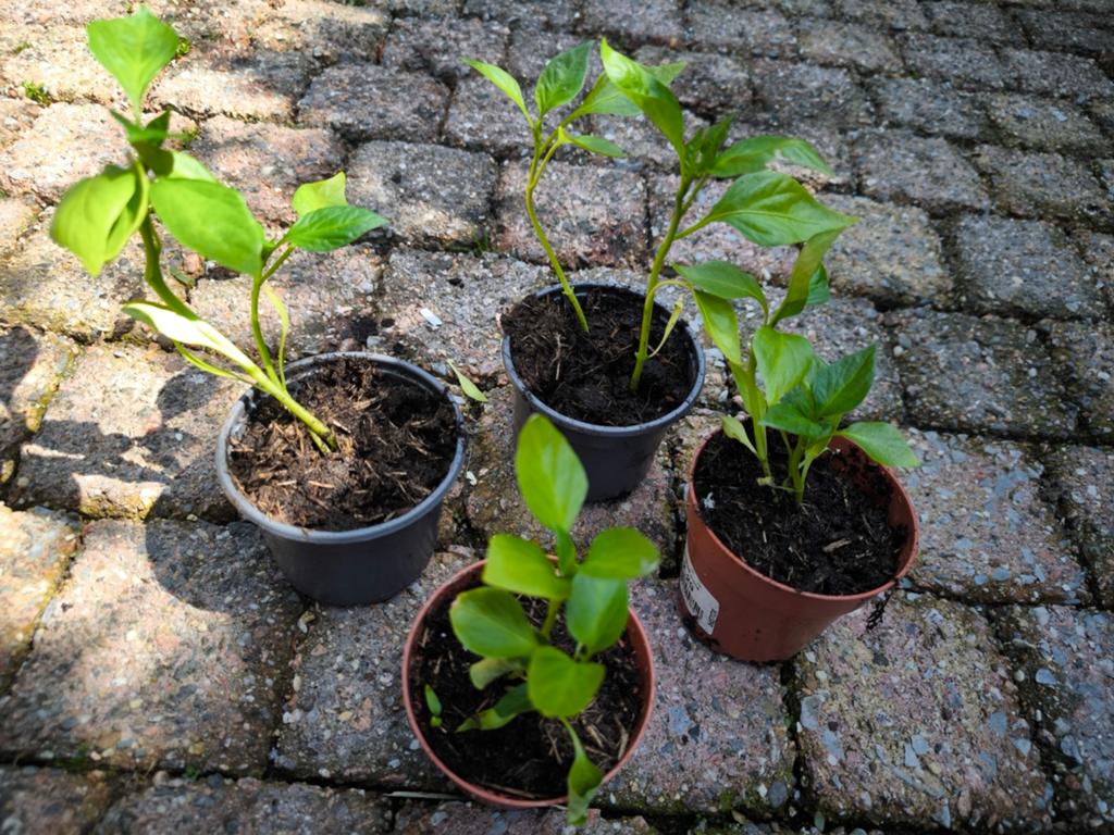 Paprika plantjes - Vers en klaar om te planten!, Ophalen, Eenjarig, Groenteplanten, Volle zon