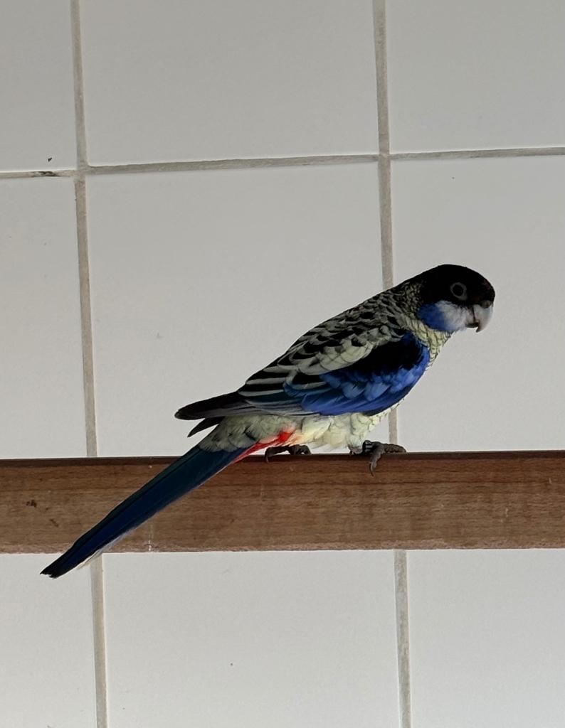 Brown Rosella’s gevraagd, Vrouwelijk, Parkiet