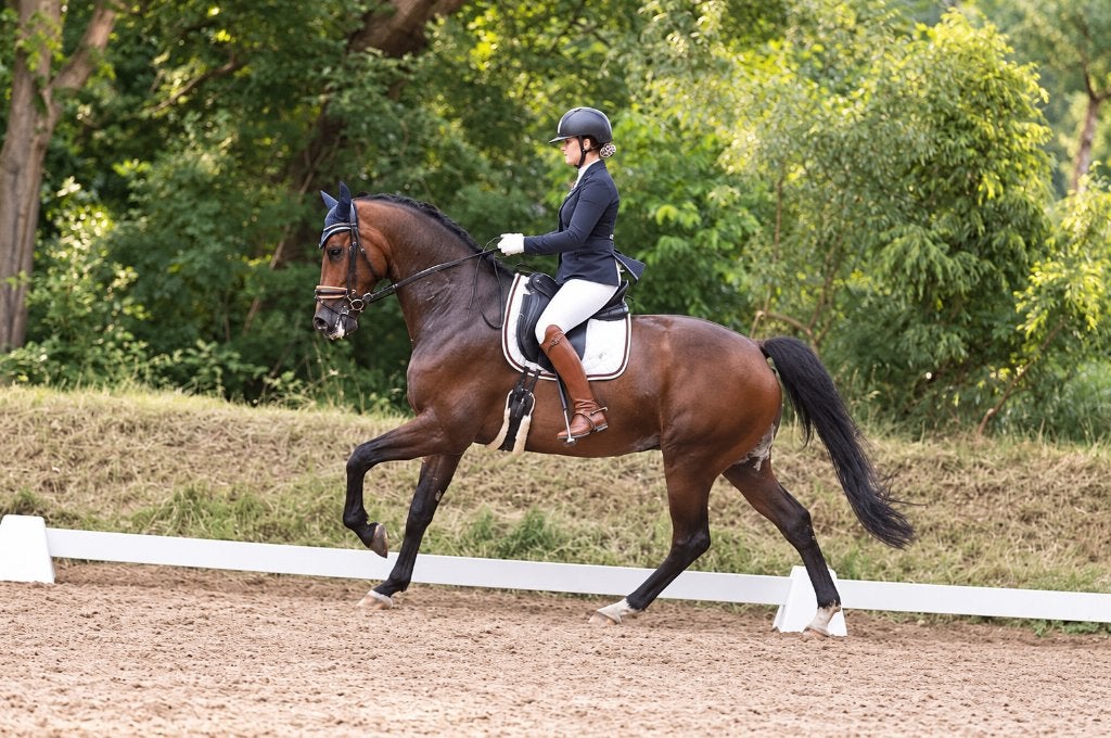 KWPN dressuurruin | ZZ-Licht & Lichte Tour gekwalificeerd, Met stamboom, Ruin, Dressuurpaard, 170 tot 175 cm