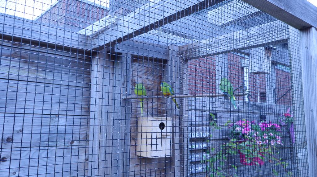 Koppel Elegantparkiet, Dieren en Toebehoren, Meerdere dieren, Parkiet