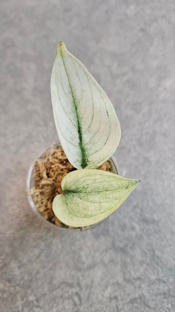 Scindapsus Mayari Mint, Ophalen of Verzenden, Halfschaduw, Minder dan 100 cm