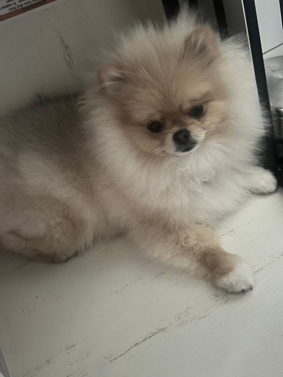 Schattige Mini Pomeranian Bearface 9 maanden, Dieren en Toebehoren, Honden | Poolhonden, Keeshonden en Oertypen, Keeshond, 15 weken tot 1 jaar