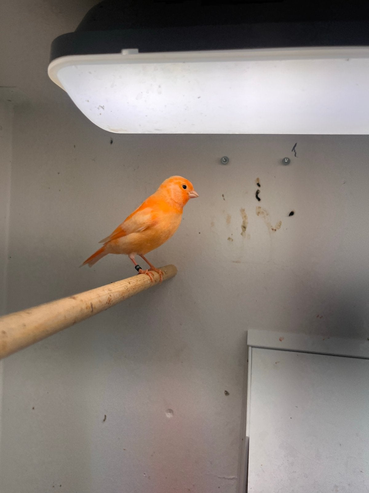 Rode/orange kanaries, Dieren en Toebehoren, Vogels | Kanaries, Meerdere dieren, Kleurkanarie