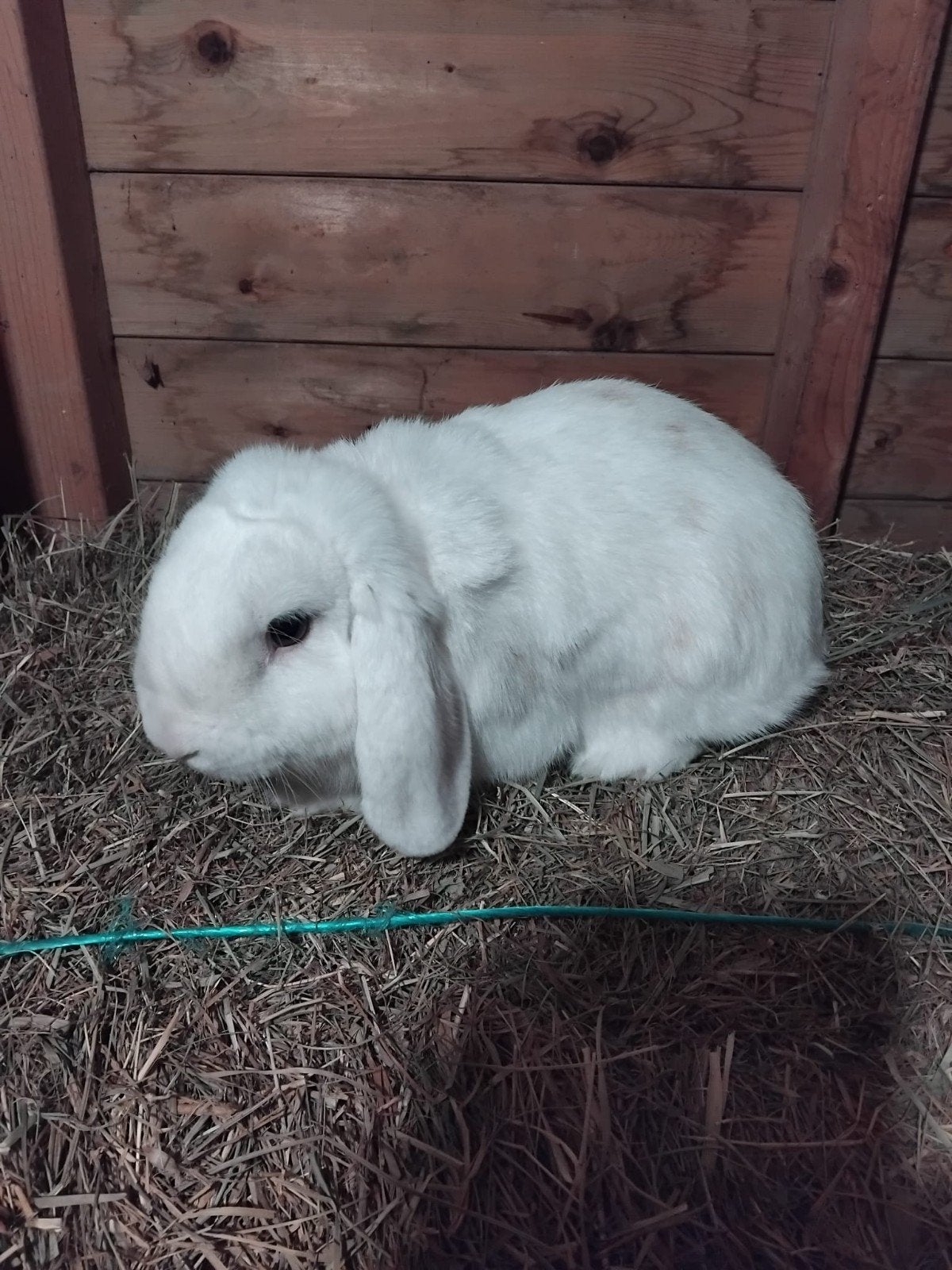 te koop hangoor  gecastreerd 2 jaar oud, Mannelijk, Hangoor