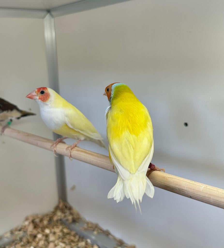 Gouldamadines geel koppel, Dieren en Toebehoren, Meerdere dieren