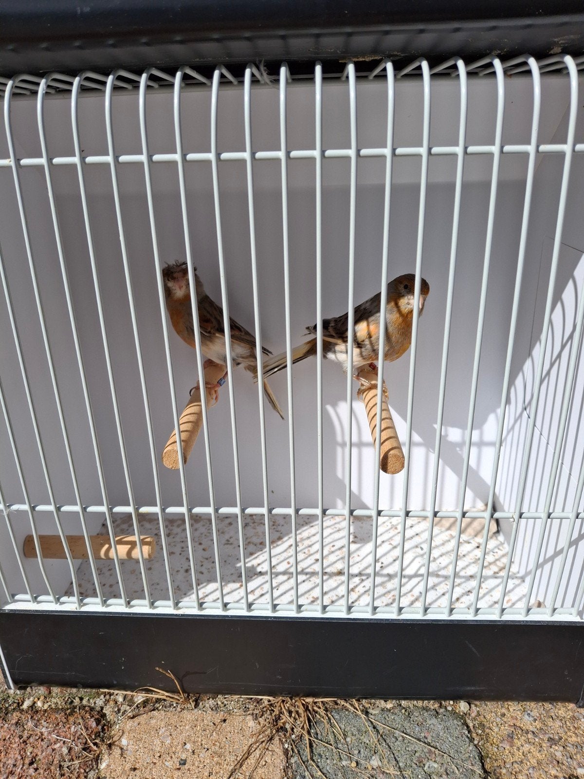 koppel harlekijn kanaries, Dieren en Toebehoren, Vogels | Kanaries, Meerdere dieren, Kleurkanarie