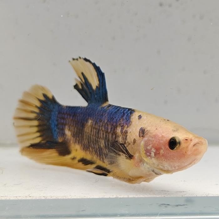 Betta splendens man 14, Vis