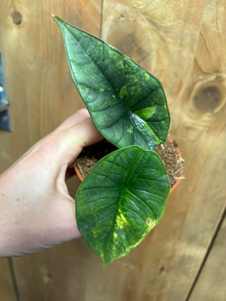 Alocasia platinum variegata plant mint aurea yellow lemon, Ophalen of Verzenden, Halfschaduw, Minder dan 100 cm