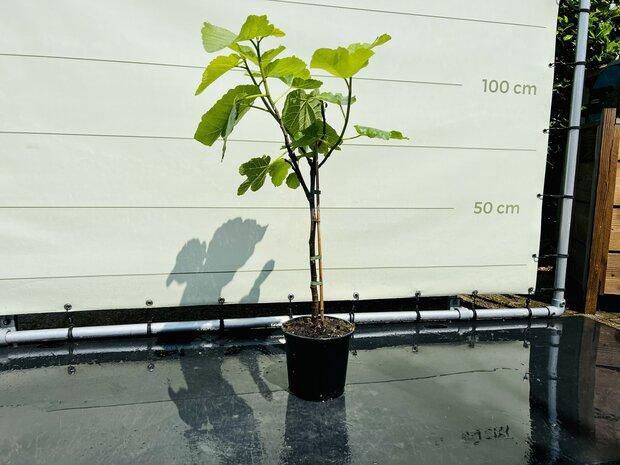 Vijgenboom - Ficus Carica - hoogte 100 cm, In pot, Halfschaduw, 100 tot 250 cm, Zomer